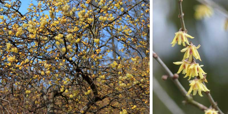 chimonanthus praecox, une floraison très parfumée en hiver