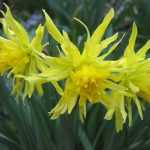 Tempérer les fleurs jaunes au jardin