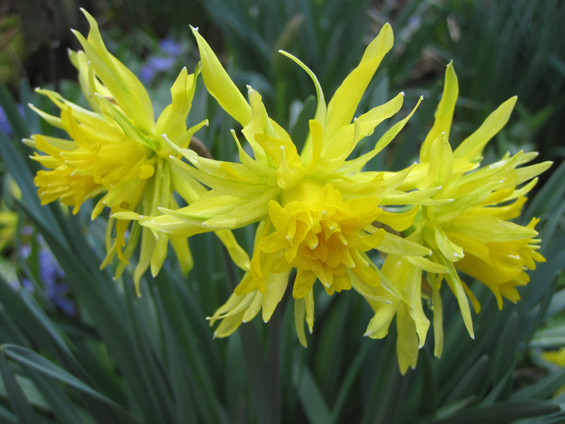 Tempérer les fleurs jaunes au jardin