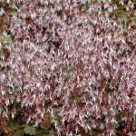 Un nouveau saxifrage d'ombre aux fleurs envoutantes.