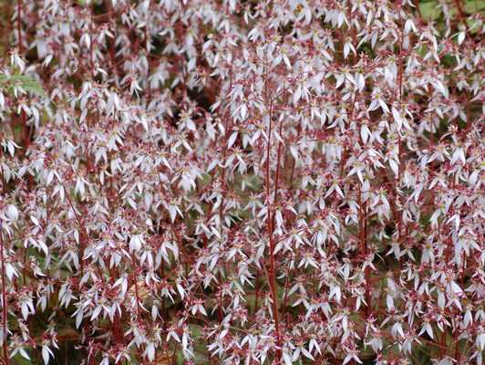 Un nouveau saxifrage d'ombre aux fleurs envoutantes.