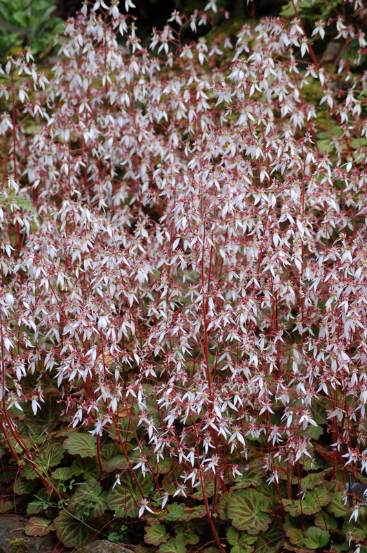 Saxifraga stolonifera Cuscutiformis