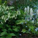 Planter sous les arbres