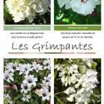 Les 11 plantes du moment !