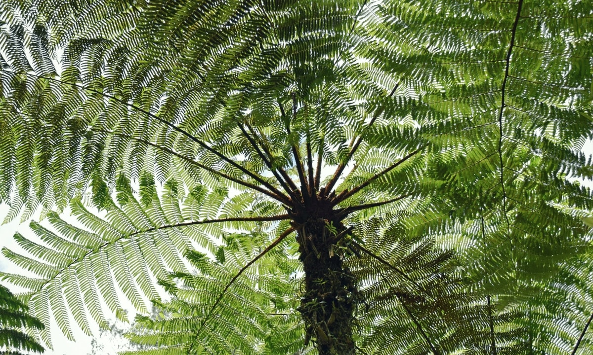 planter une fougere arborescente