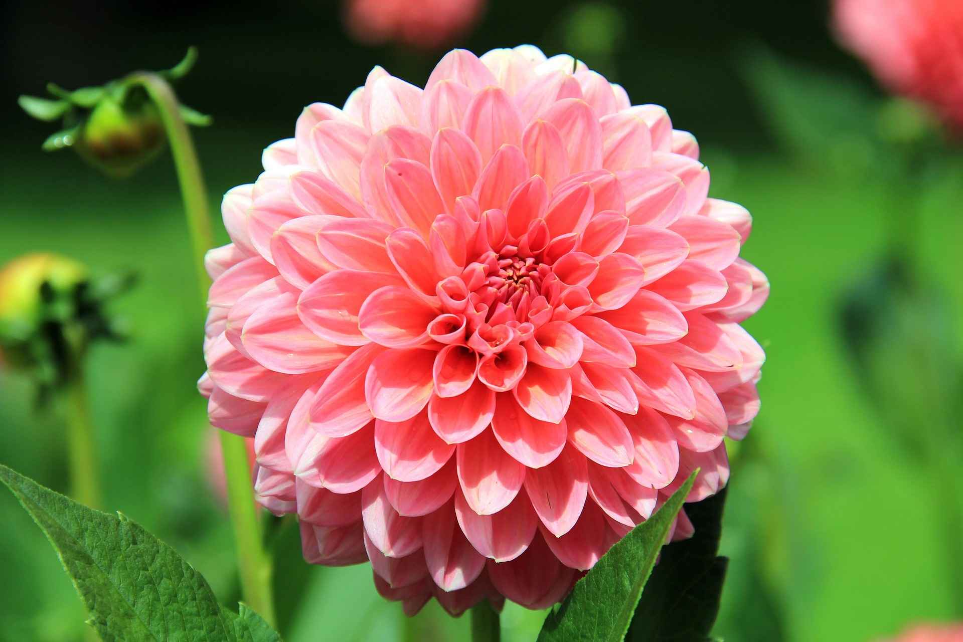 dahlia à fleurs roses