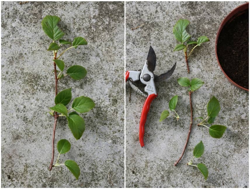 bouturer l'hortensia grimpant