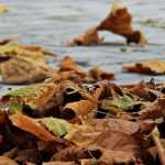 Les feuilles mortes, comment les utiliser au jardin ?