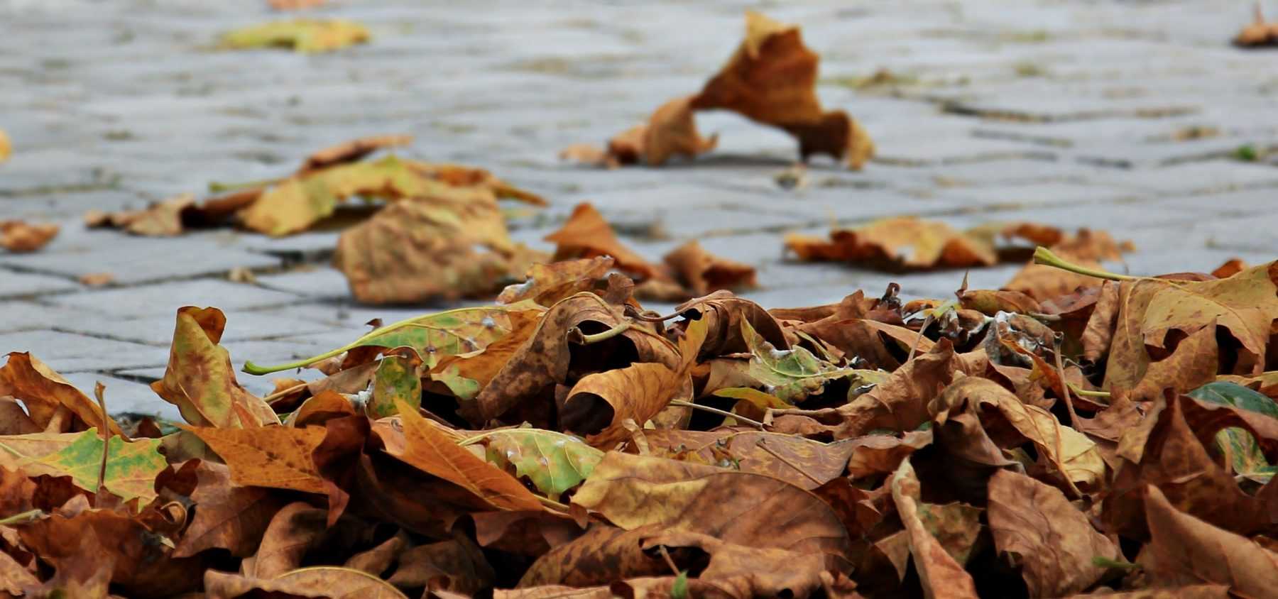 Les feuilles mortes, comment les utiliser au jardin ?