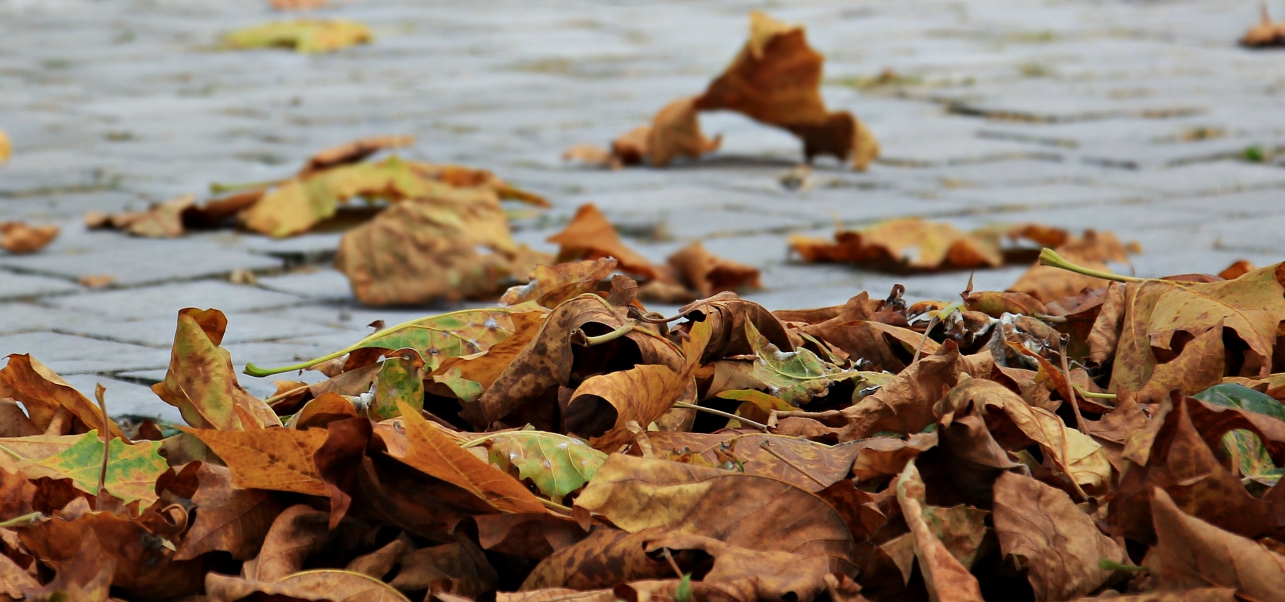 Les feuilles mortes, comment les utiliser au jardin ?