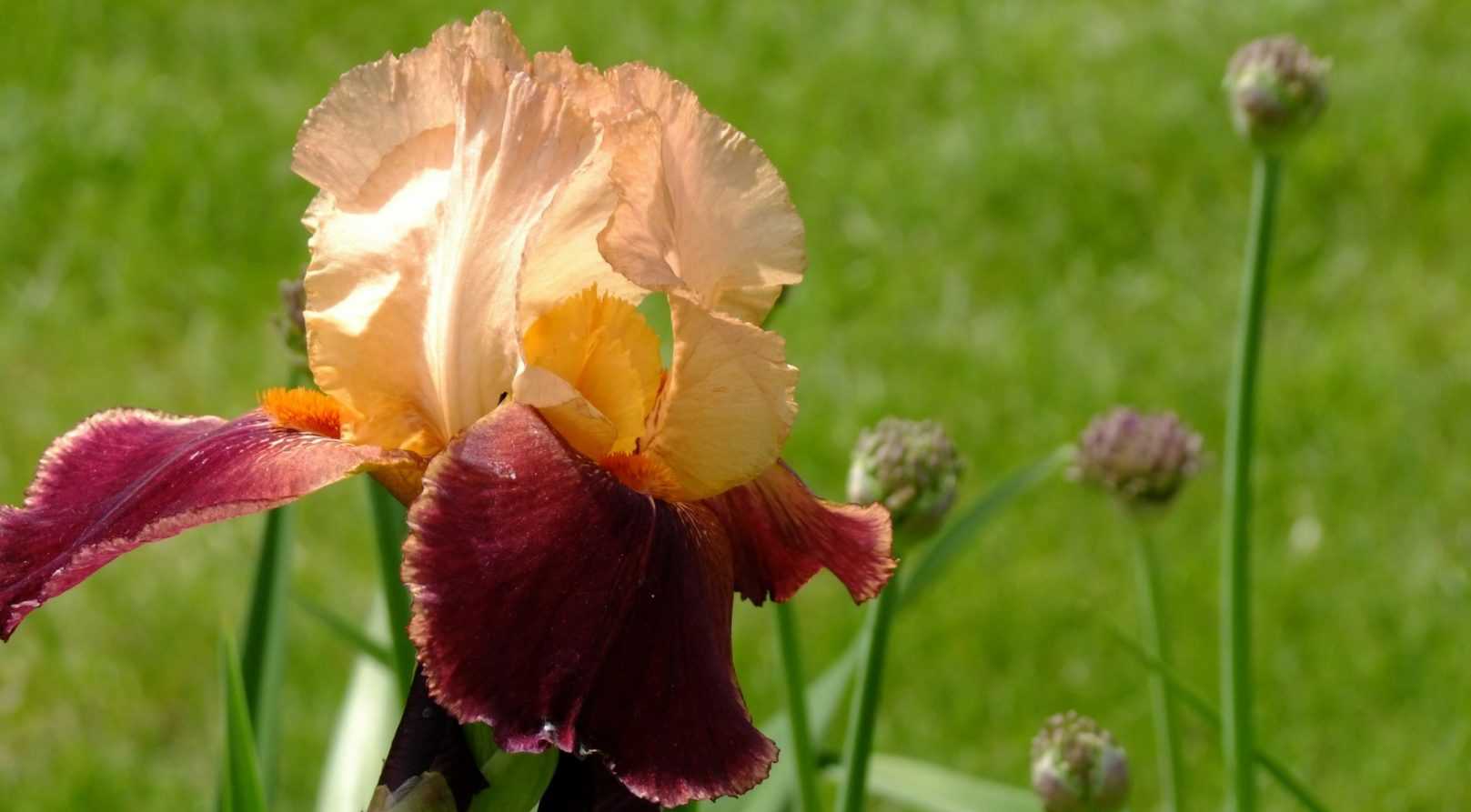 Iris germanica : comment les multiplier ?