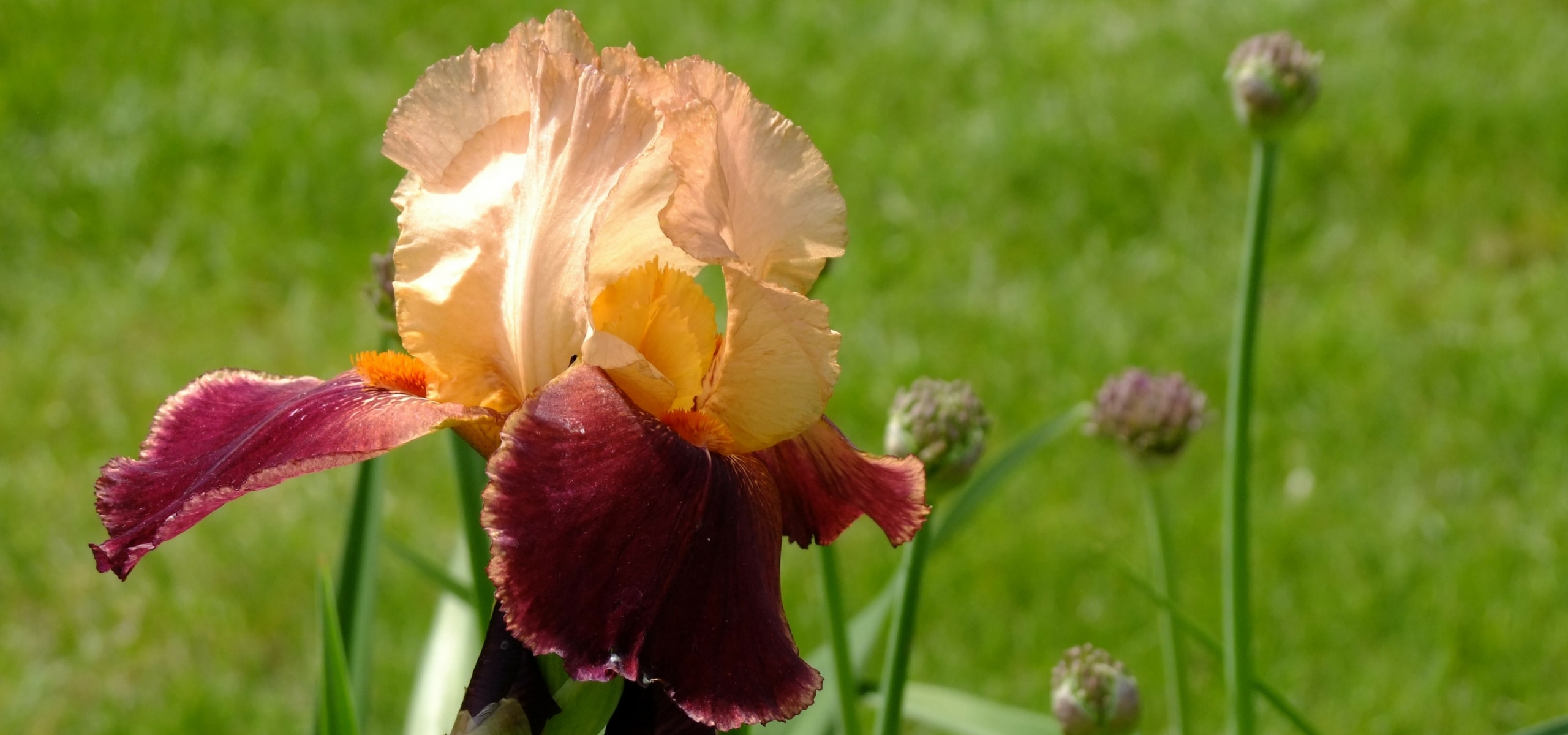 Iris germanica : comment les multiplier ?