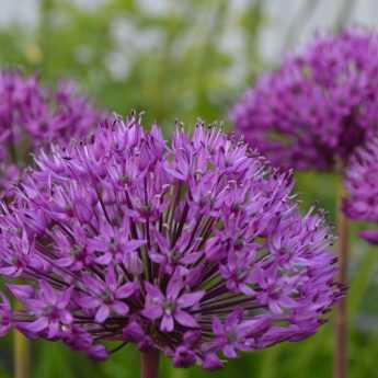 Planter des alliums