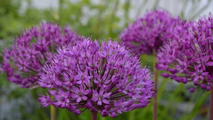 Planter des alliums