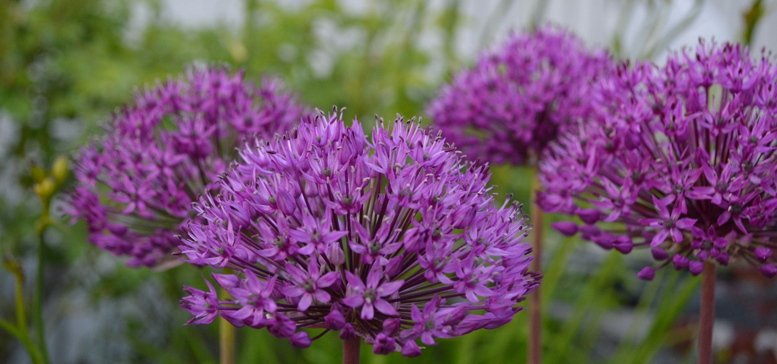 Planter des alliums