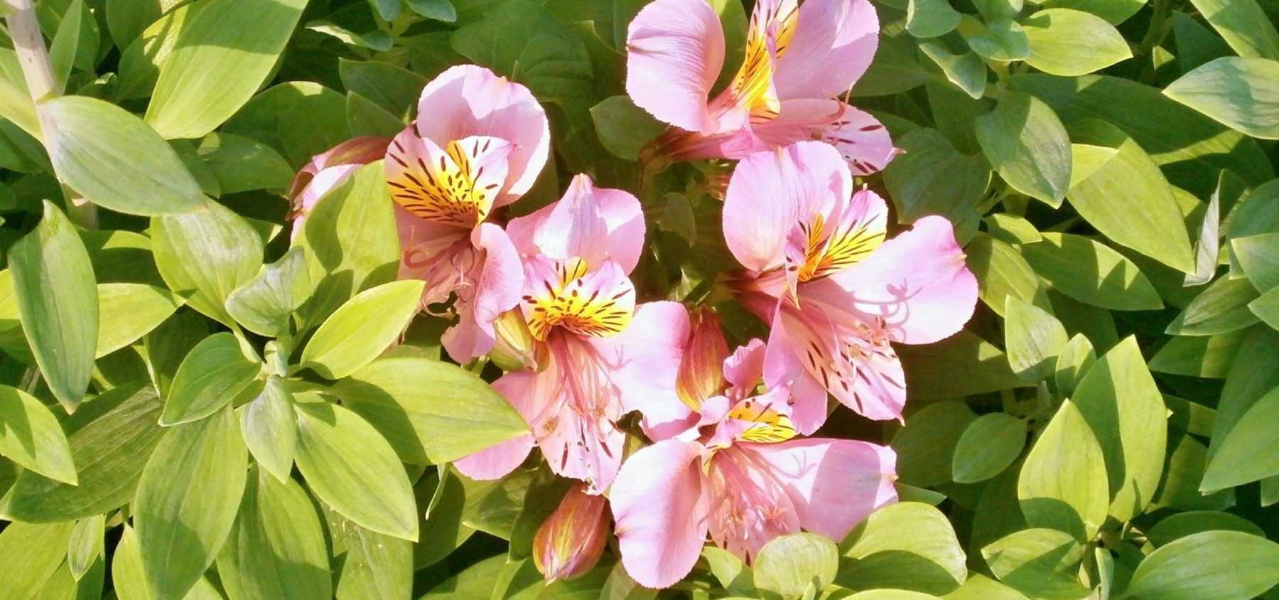 Planter des Alstroemeres