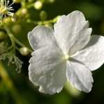 Bouturer l'hortensia grimpant ou Hydrangea petiolaris