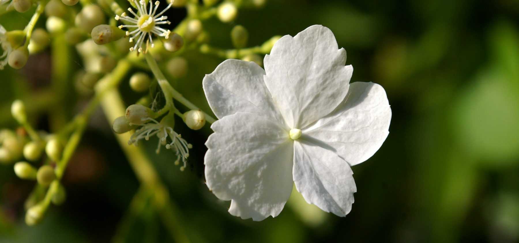 Bouturer l'hortensia grimpant ou Hydrangea petiolaris