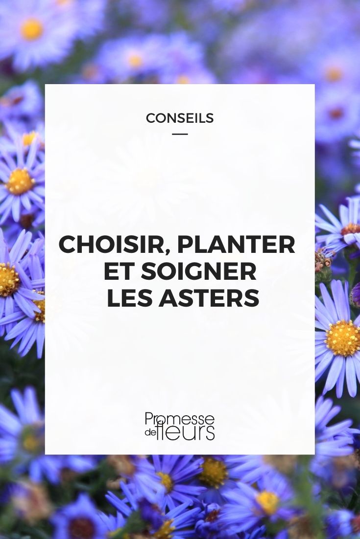 reussir les asters