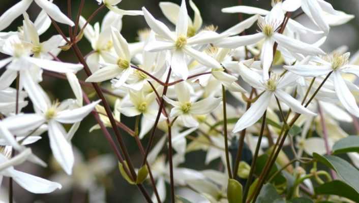 Clématites persistantes : comment les planter et les cultiver