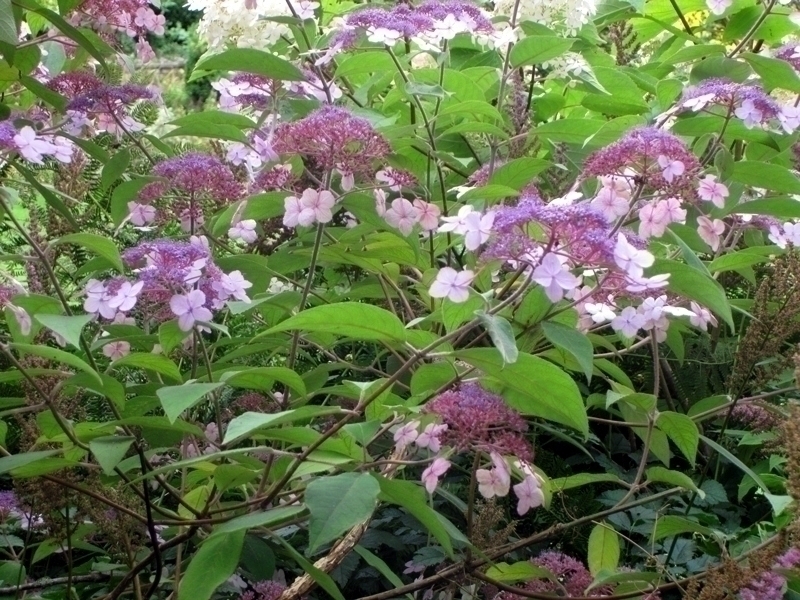 Le top 5 des meilleurs hortensias de fin de saison