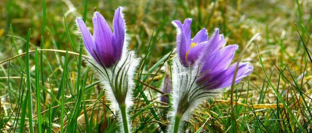 10 plantes vivaces à floraison de début de printemps