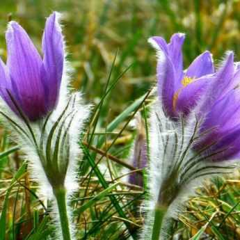 10 plantes vivaces à floraison de début de printemps