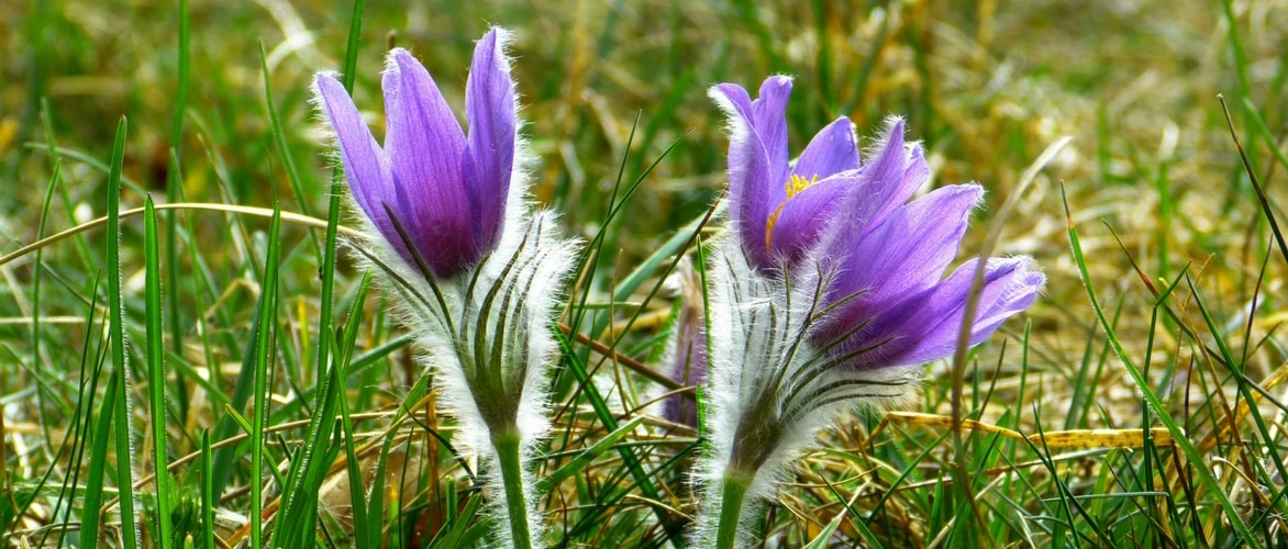 10 plantes vivaces à floraison de début de printemps