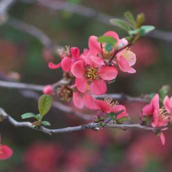 Comment tailler les arbustes à floraison précoce