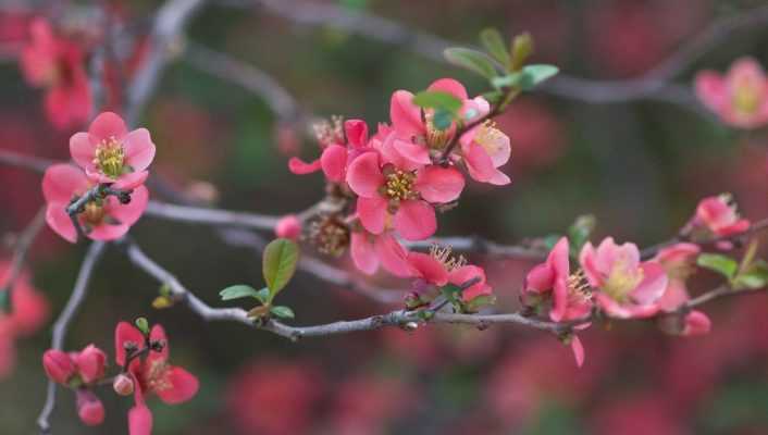 Comment tailler les arbustes à floraison précoce