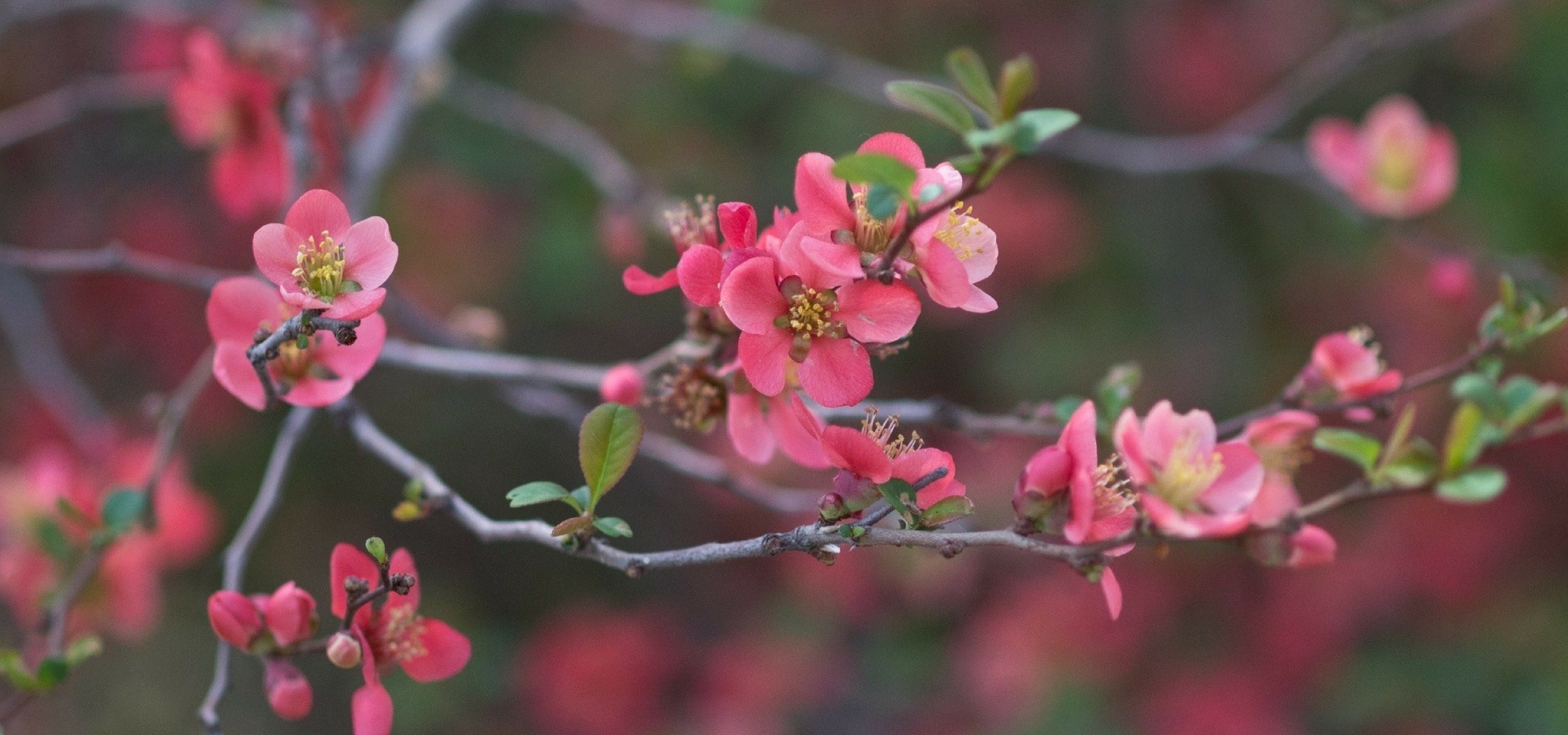 Comment tailler les arbustes à floraison précoce