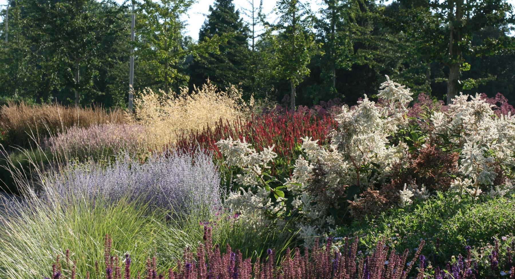 Les 4 idées reçues sur les plantes vivaces