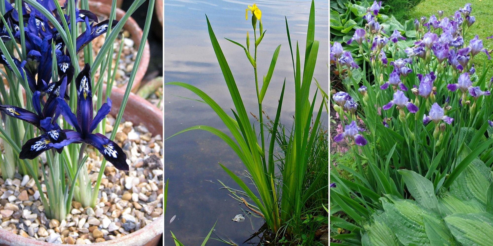 planter un iris en terre