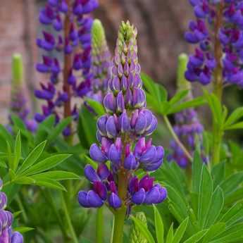 Réussir la plantation du Lupin