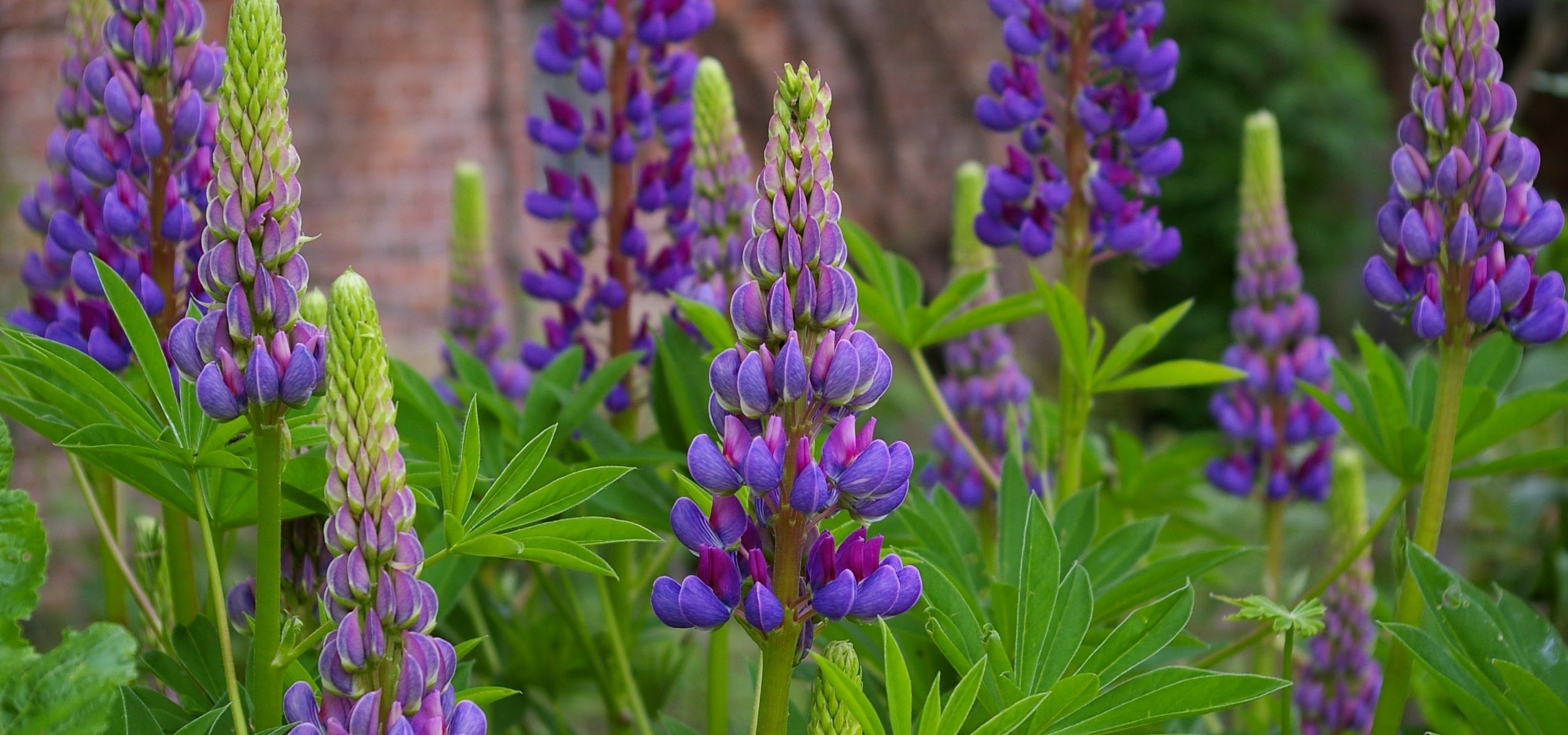 Réussir la plantation du Lupin