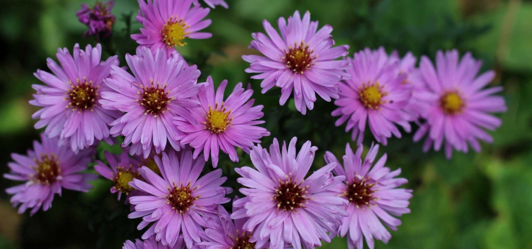 Choisir, planter et soigner les Asters