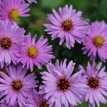 Choisir, planter et soigner les Asters