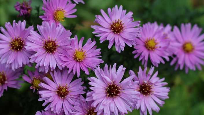 Choisir, planter et soigner les Asters