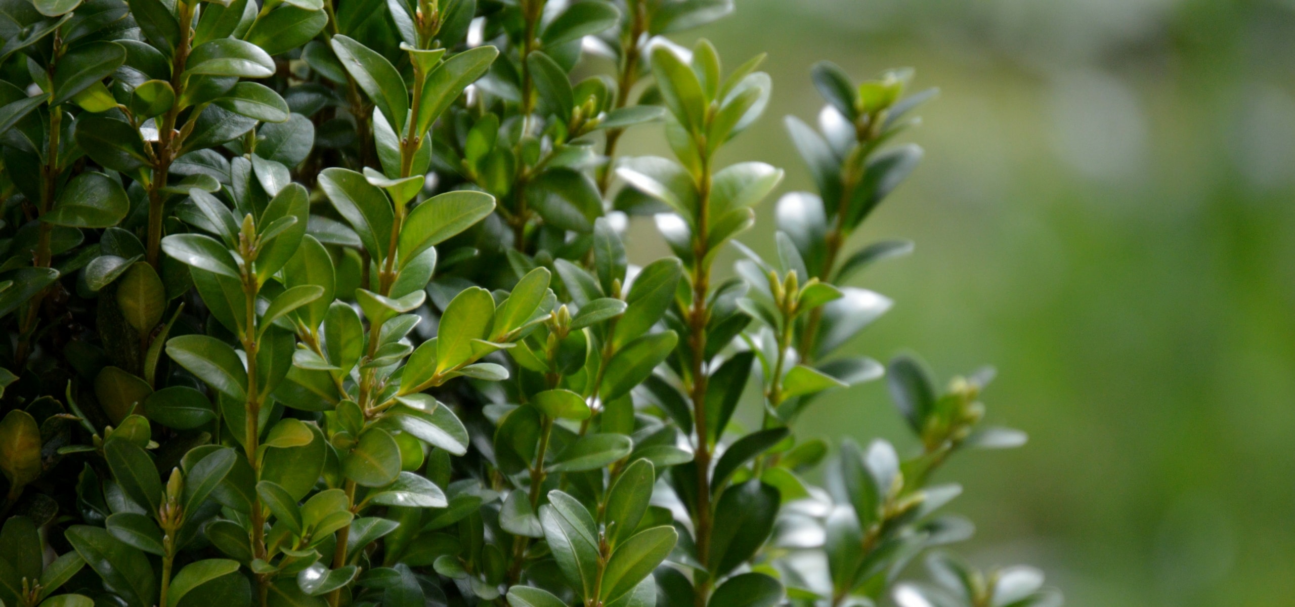 Planter une bordure de buis