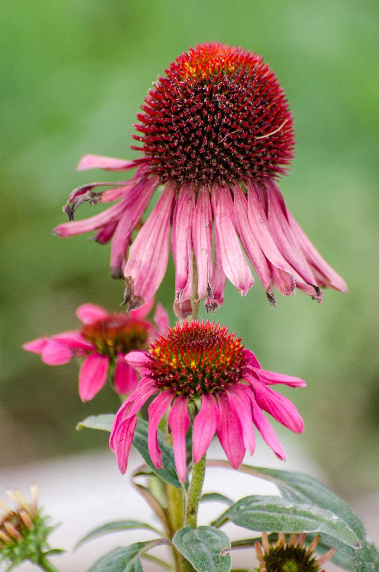 Fleurs d'echinacee ou Rudbeckia