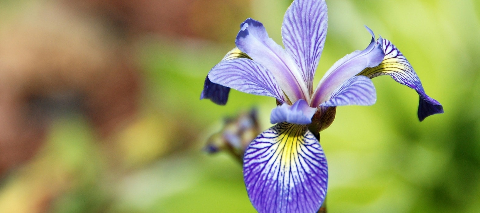 La plantation des iris où, quand et comment ? Nos