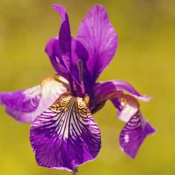 Comment soigner les iris