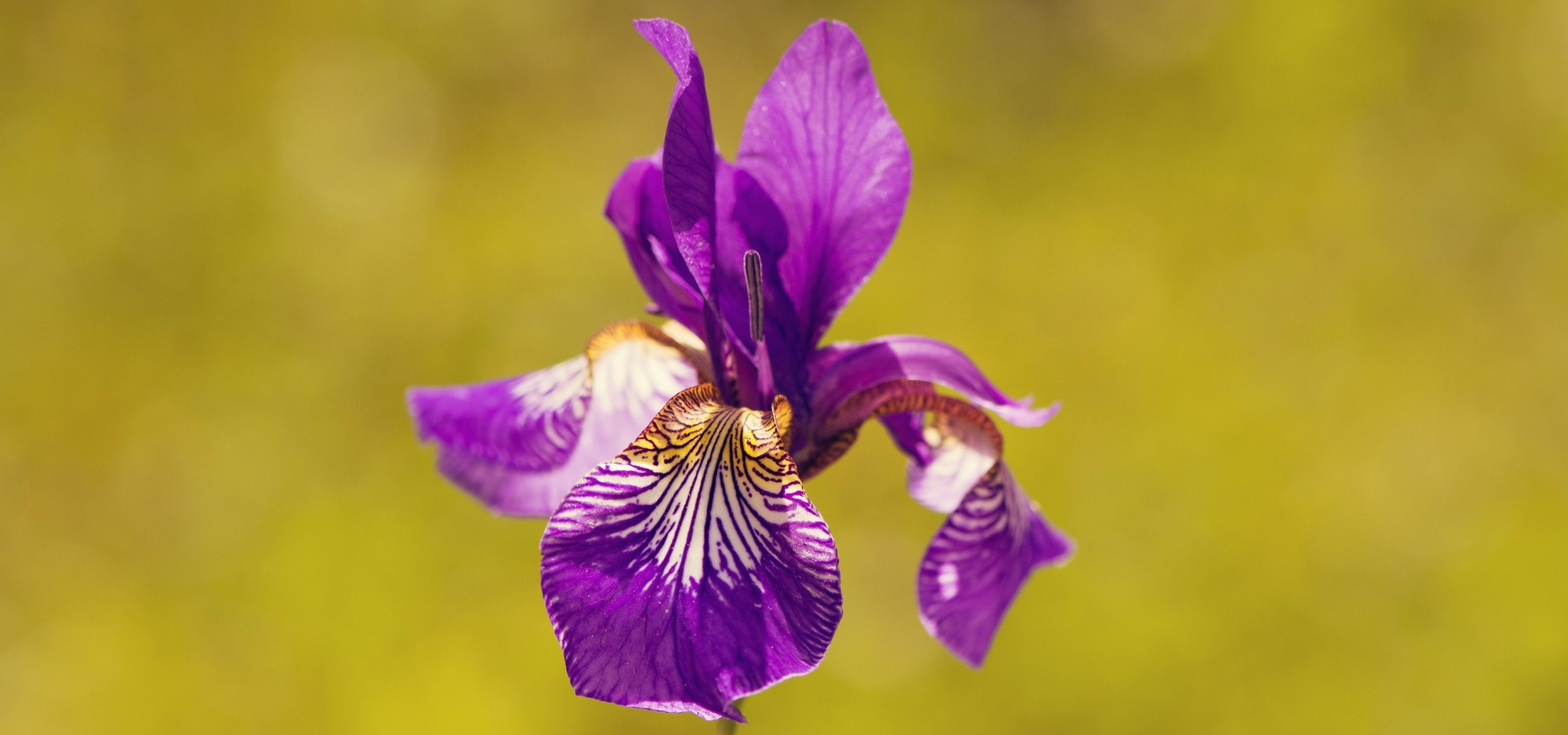 L'entretien des iris : arrosage, fertilisation et taille - Nos conseils