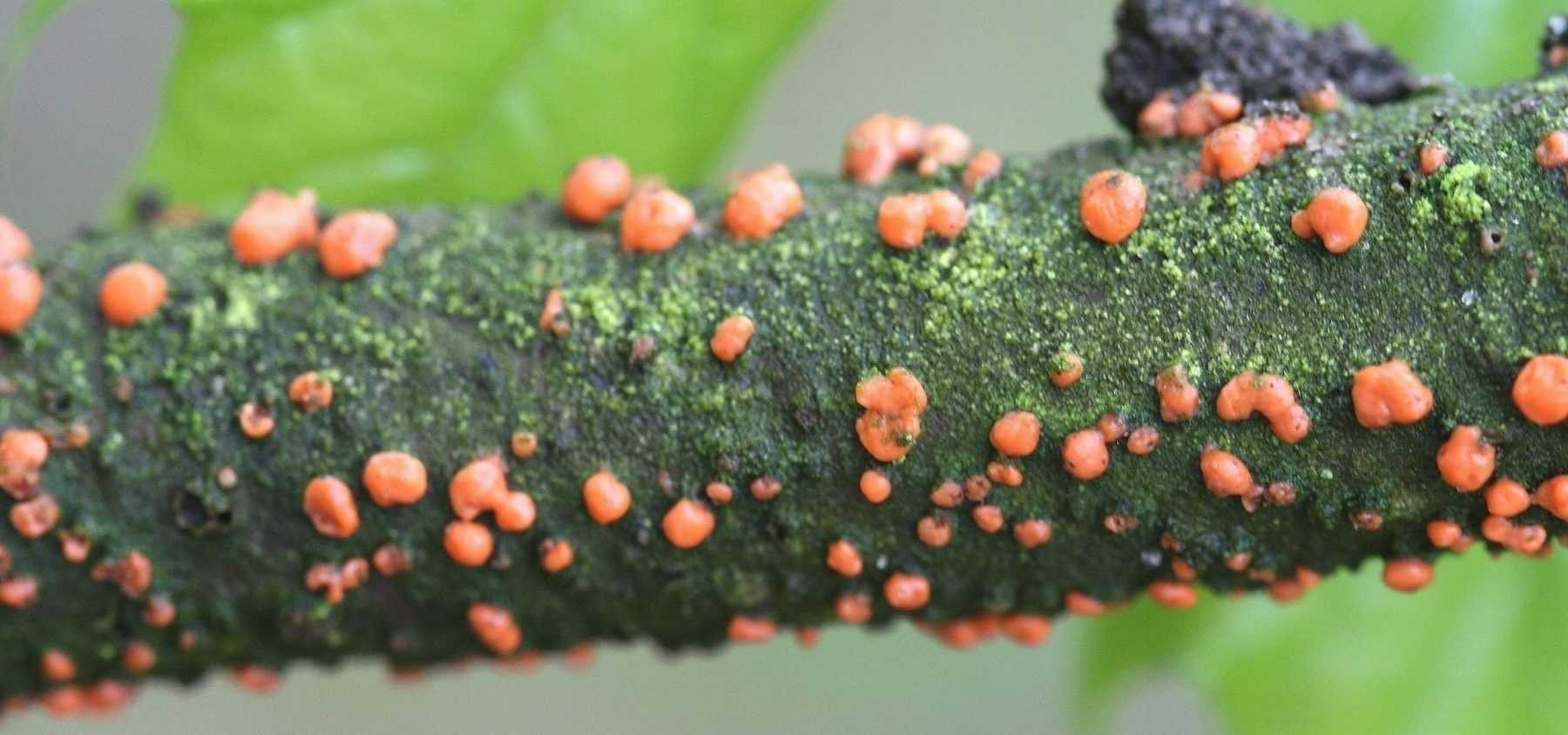 Maison Champignon Rouge/Bleu/Rose/Vert