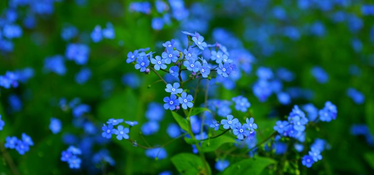 Réussir l'implantation du myosotis du Caucase