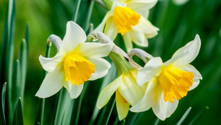 Planter des narcisses précoces