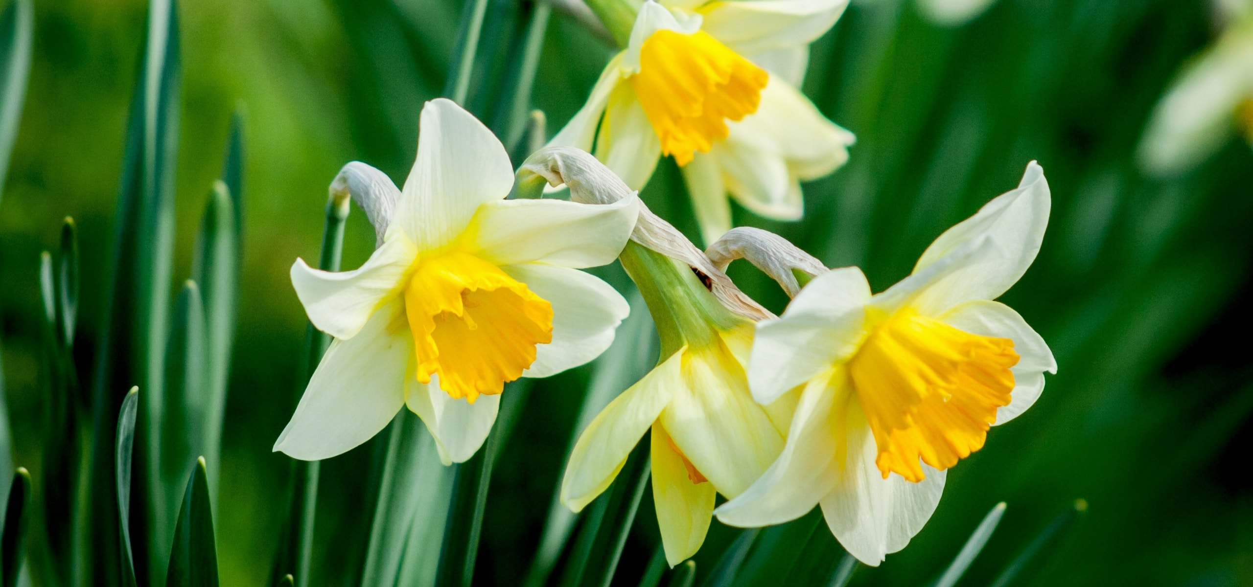 Planter des narcisses précoces