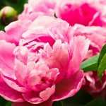 planter une pivoine arbustive