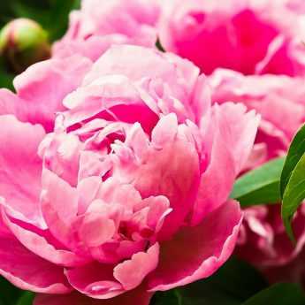 planter une pivoine arbustive