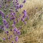 Verveine de Buenos Aires et canche cespiteuse en duo d'automne